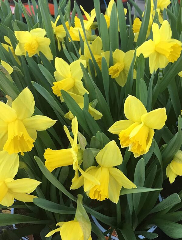 Daffodil Dutch Master (25 Bulbs) - Yellow Daffodil Narcissus Bulbs