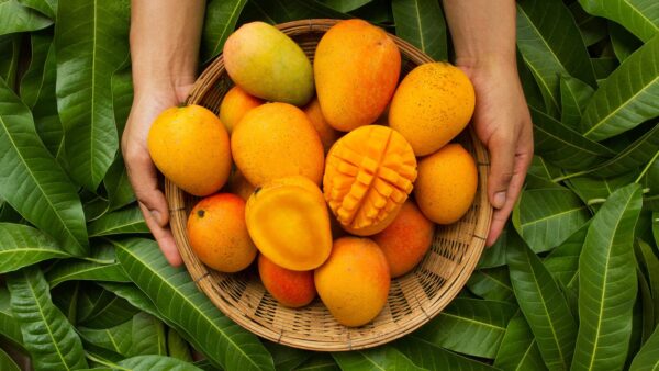 Votaniki Mango Fresh Fruit Seed (1) Live Tropical Flowering Plants Caribbean Mango Seeds Fruit Plants Sweet Mango Trees Live Plants - Tasty Garden Heirloom Fruit Trees Live Fresh Seed