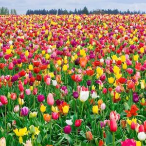 All in One Mixture - Tulips Bulbs and Daffodil Bulbs a Colorful Mix of Tulips and Popular Dutch Master Daffodils!