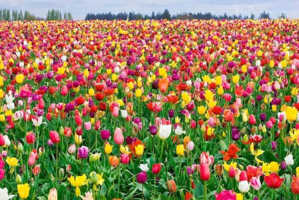 All in One Mixture - Tulips Bulbs and Daffodil Bulbs a Colorful Mix of Tulips and Popular Dutch Master Daffodils!