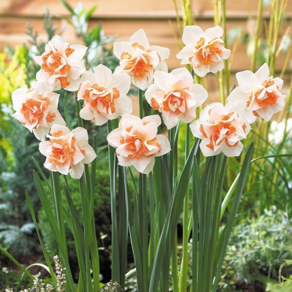 Votaniki Double Daffodil Replete Bulbs - Perennial, Fragrant, Hardy, and Resilient | Spectacular Flowers - Create a Stunning Display with (Narcissus 'Replete') Double Daffodil Replete