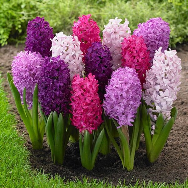 Votaniki Hyacinth Orientalis Fierce Mix - Fragrant and Perennial Hyacinth Flowering Bulbs for Plant | Versatile Additions to Any Garden