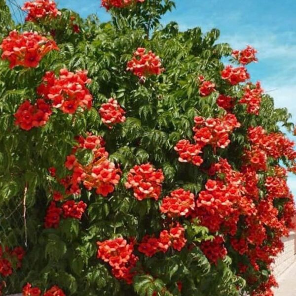 Votaniki Hummingbird Trumpet Vine 1-2 Ft Plant - Perennial, Fast Growing and Beautiful Trumpet Plant | Low Maintenance and Easy to Grow