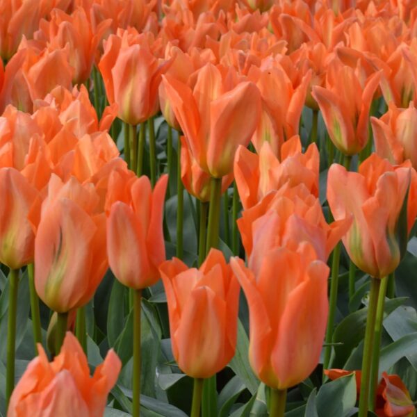 Votaniki Orange Emperor Tulip Bulbs - Perennial Fosteriana Orange Emperor Tulip | Large & Long Lasting Flowers - Easy to Grow Tulip