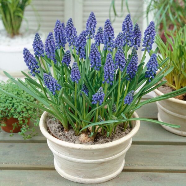 Votaniki Muscari Armeniacum Bulbs - Perennial Muscari 'Grape Hyacinths' | Fragrant & Bell Shaped Blue Flowers - Perfect Addition to Any Garden