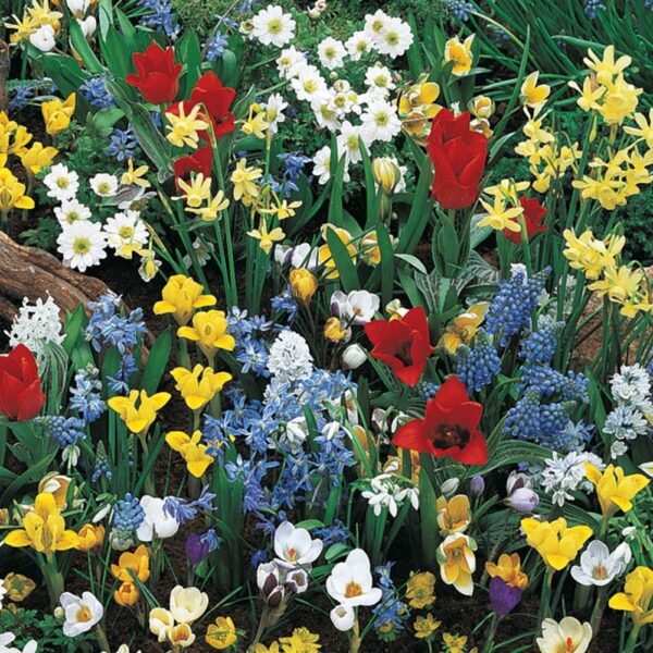 Votaniki Wild Flower Mix Bulbs - Perennial, Attracts Pollinators, Long Lasting Beauty | Easy to Grow and Low Maintenance