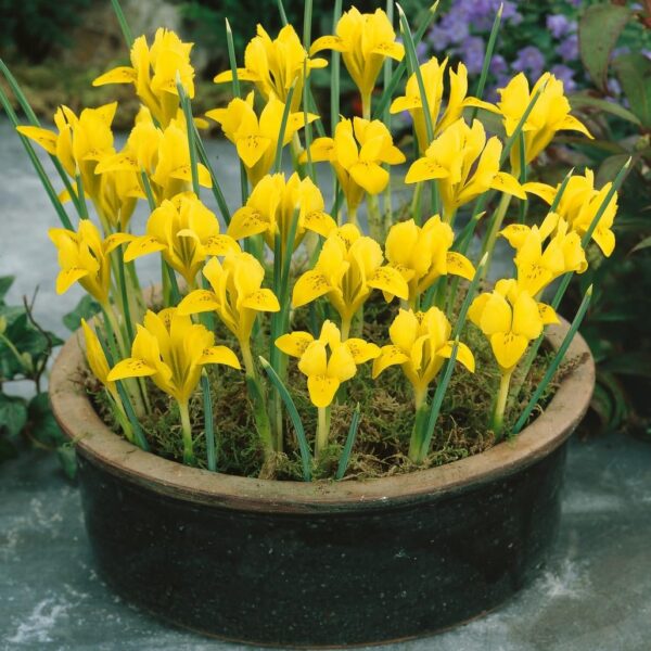 Votaniki Iris Danfordiae "Dwarf Iris" - Fragrant Flowers, Perennial Iris Flower Bulbs for Planting | Easy to Grow and Low Maintenance