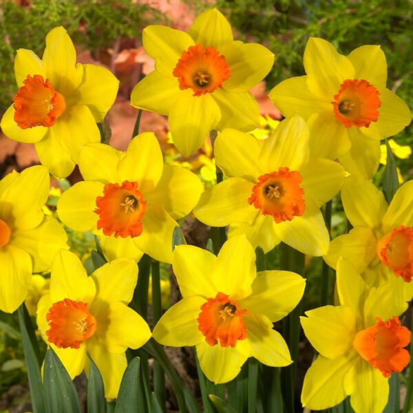 Votaniki Red Devon Daffodil - Fragrant Blooms, Perennial Daffodil Bulbs for Planting | Narcissi Small Cupped 'Red Devon' Daffodil - Easy to Grow