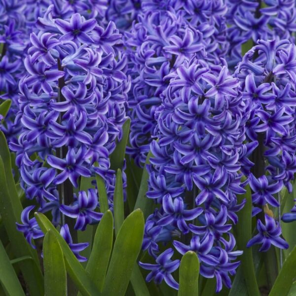 Votaniki Blue Jacket Hyacinth Bulbs - Long Lasting & Fargant Blooms, Perennial Hyacinthus 'Blue Jacket' | Beautiful Garden Display