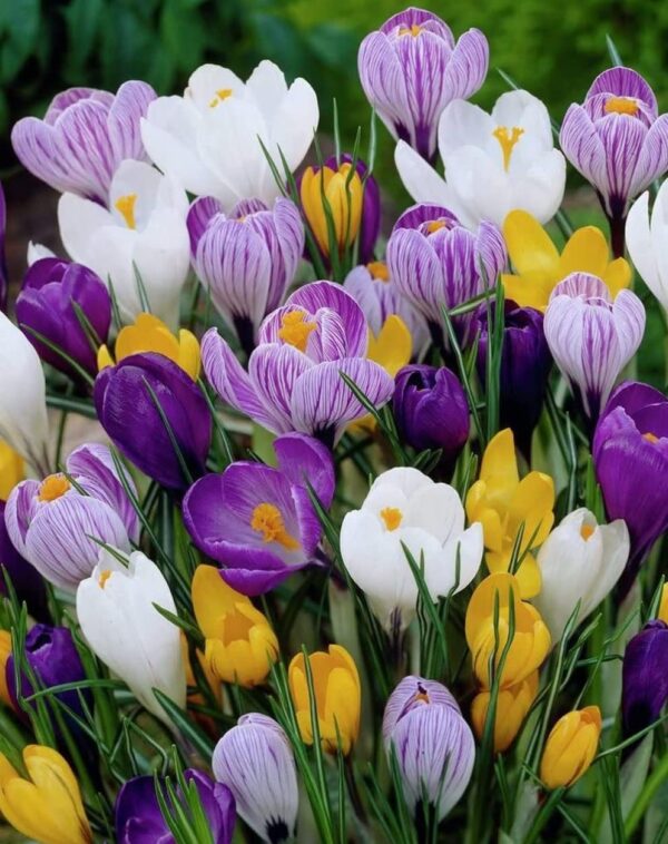 Giant Crocus Mixed Colors - 28 Large Bulbs Prechilled Ready for Blooms