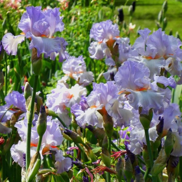 Votaniki Oui Madame Bearded Iris - Fragrant & Long Lasting Blooms, Perennial Iris Rhizome for Planting | Easy to Grow