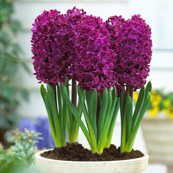 Votaniki Hyacinth Woodstock Bulbs - Perennial Hyacinthus Orientalis 'Woodstock' | Fragrance Flowers - Easy to Grow Hyacinth