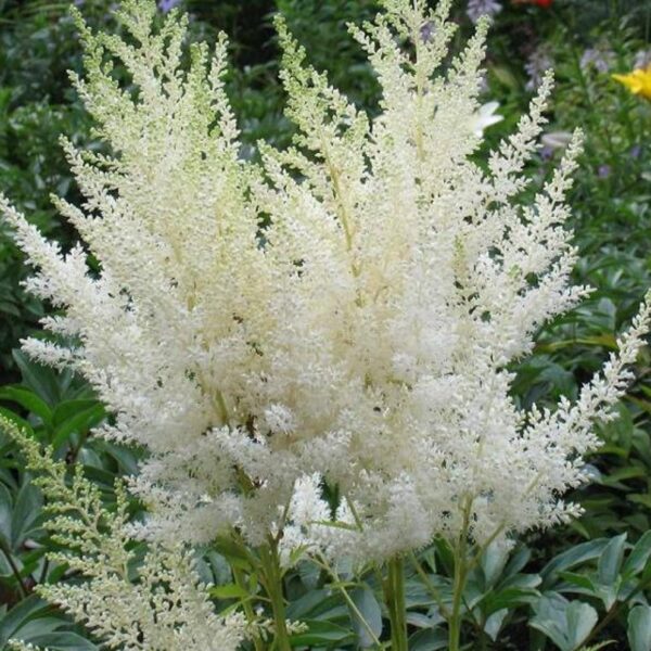 Votaniki White Gloria Astilbe Roots - Long Lasting Blooms, Perennial Astilbe | Perfect Addition to Any Garden - Easy to Grow