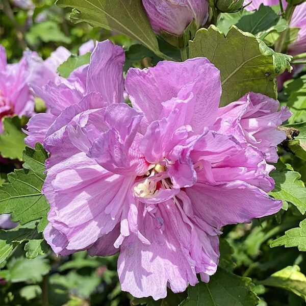 Votaniki Rose of Sharon Hibiscus 6-10" Plant - Perennial, Vibrant Flowers, Large Blooms, Live Plant - Long-Blooming and Easy to Grow