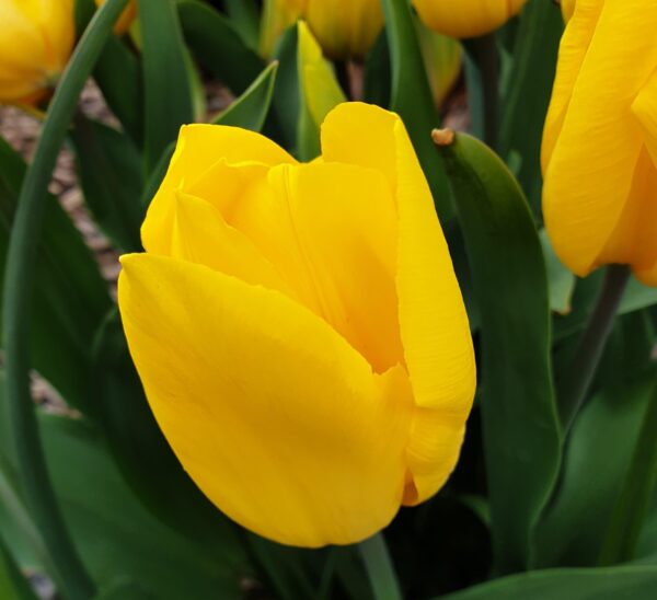 Votaniki Strong Gold Tulip Bulbs - Perennial & Large Cup Shaped Yellow Blooms | Tulipa Triumph 'Strong Gold' Tulip - Easy to Grow