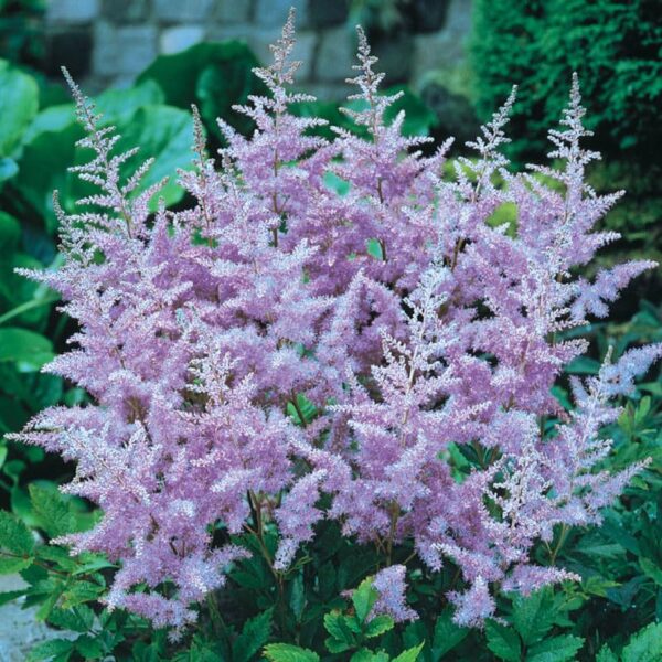 Votaniki Astilbe Mix Roots- Astilbe Mixed Colors | Perennial Astilbe Flower, Nonstop Blooms, Large Astilbe Flowers | Hardy, Long-Lived, Perfect for Borders and Beds