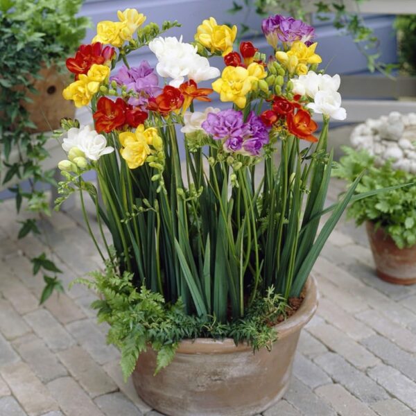 Votaniki Double Freesia Mixture- Fragrant Flowers, Perennial Freesia Mix Flowering Bulbs | Long Blooming Freesia - Easy to Grow