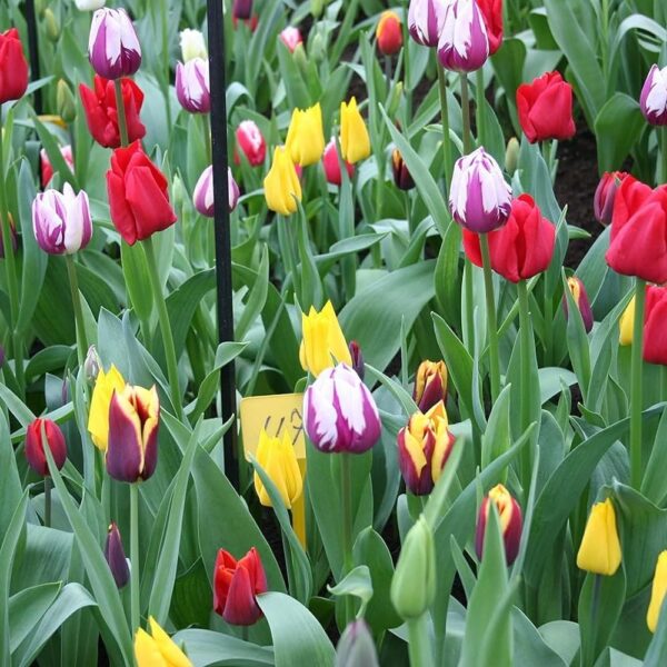 Votaniki Triumph Tulip Mix Bulbs - Perennial Tulip Flowering Bulbs for Planting | Perfect Addition to Any Garden - Easy to Grow