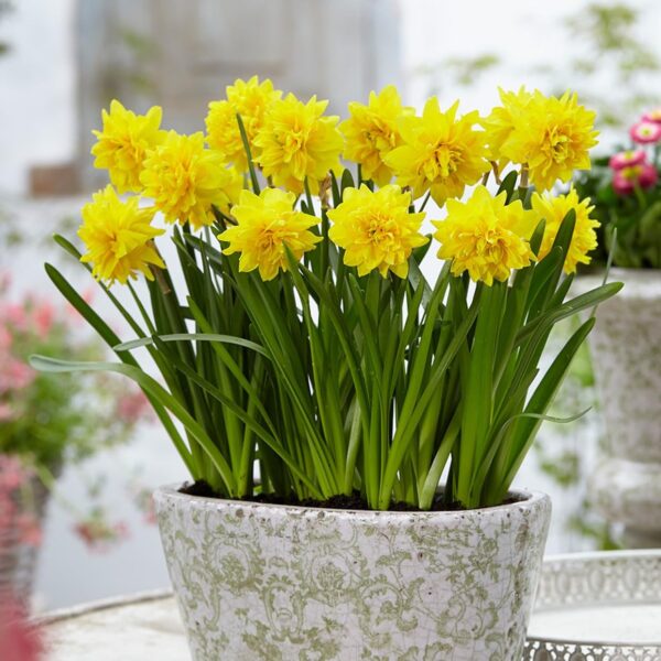 Votaniki Tete Deluxe Daffodil Bulbs - Perennial Daffodil 'Double Tete A Tete Narcissus' | Vibrant Yellow Flower - Easy to Grow Daffodil