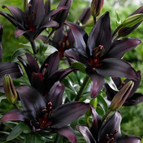 Votaniki Landini Asiatic Lily Bulbs for Planting - Beautiful Black Lily Flower, Large Blooms, Perennial Lily Flowering Bulbs | Easy to Grow