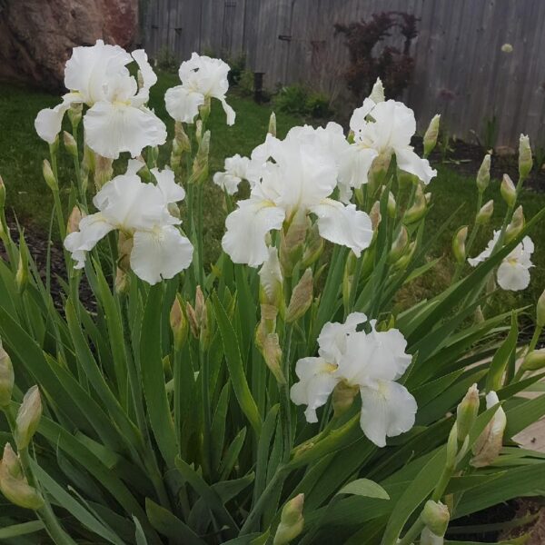 Votaniki Immortality Bearded Iris Bare Root - Perennial Iris germanica 'Immortality' | Fragrant Iris Flower - Easy to Grow and Low Maintenance