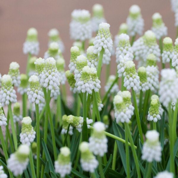 Votaniki Siberian Tiger Muscari Bulbs- Urn Shaped Flowers, Perennial Muscari | Grape Hyacinths 'Siberian Tiger' - Easy to Grow