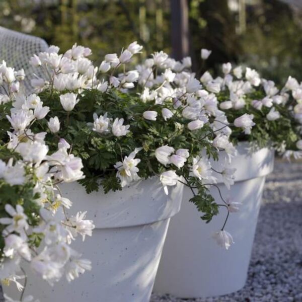 Votaniki Anemone White Splendor Bulbs - Perennial Anemone Blanda White Splendour 'Wind Flower' | Easy to Grow & Low Maintenance