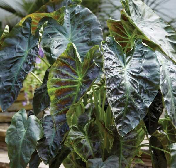 Votaniki Royal Hawaiian Aloha Colocasia Elephant Ear Bulbs - Aloha Colocasia Bulbs for Planting | Perennial, Unique Foliage, Easy to Grow