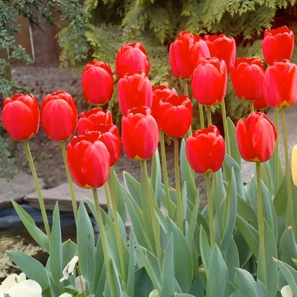 Votaniki Red Oxford Darwin Tulip - Perennial Tulip Flowering Bulb for Planting | Long Lasting Boolms - Easy to Grow and Low Maintenance Tulip