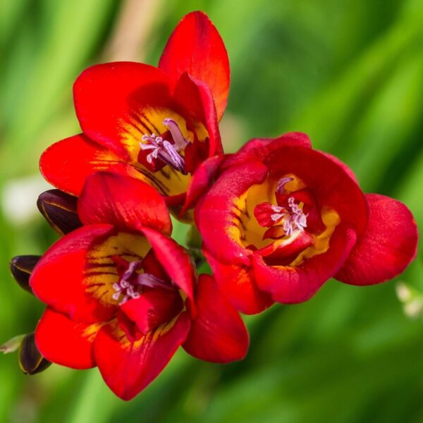 Votaniki Double Freesia Mixture- Fragrant Flowers, Perennial Freesia Mix Flowering Bulbs | Long Blooming Freesia - Easy to Grow