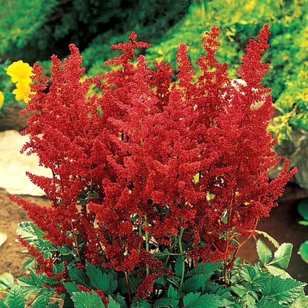 Votaniki Astilbe Mix Roots- Astilbe Mixed Colors | Perennial Astilbe Flower, Nonstop Blooms, Large Astilbe Flowers | Hardy, Long-Lived, Perfect for Borders and Beds