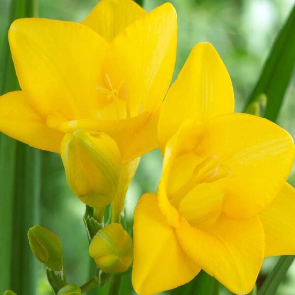 Votaniki Single Yellow Freesia Bulbs - Long Lasting Fragrant Blooms - Perennial Freesia Flowering Bulbs for Planting - Easy to Grow & Low Maintance