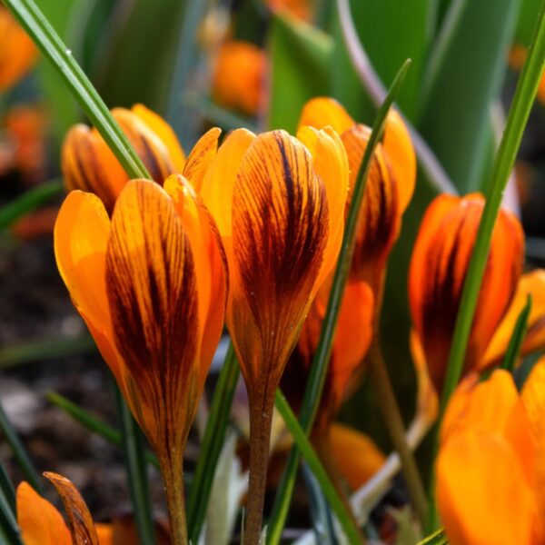 Votaniki Orange Monarch Crocus Bulbs - Perennial Beauty, Crocus Olivieri Subsp or Balansae ‘Orange King’ Bulbs for Planting | Spring Flower Botanical Crocus - Easy to Grow