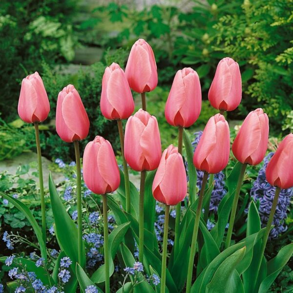 Votaniki Pink Impression Tulip - Perennial, Versatile, and Long Lasting Beauty | Darwin Hybrid Pink Impression Tulip Bulbs for Planting