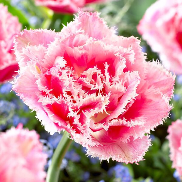 Votaniki Double Fringed Mix Tulip Bulbs - Perennial Tulip 'Brisbane & Queensland' | Beautiful Fragrance, Fully Double Flowers - (4X of Each Bulb Variety Mixed) - Easy to Grow