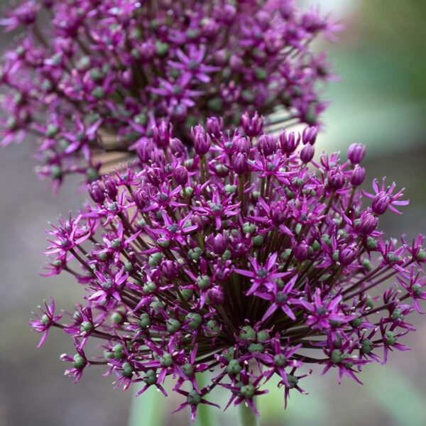 Votaniki Miami Allium - Dark Purple Flowers, Perennial and Versatile Allium Bulbs for Planting | Naturalize Easily and Easy to Grow