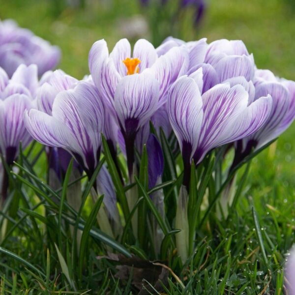 Votaniki Pickwick Crocus Bulbs - Versatile and Perennial, Stunning Spring Blooms | Crocus Large Flowering Pickwick - Perfect Addition to Any Garden