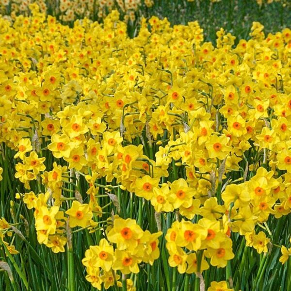 Votaniki Tazetta Golden Dawn Daffodil Bulbs - Perennial Narcissus "Golden Dawn" Daffodil | Multiple Blooms Per Stem - Easy to Grow