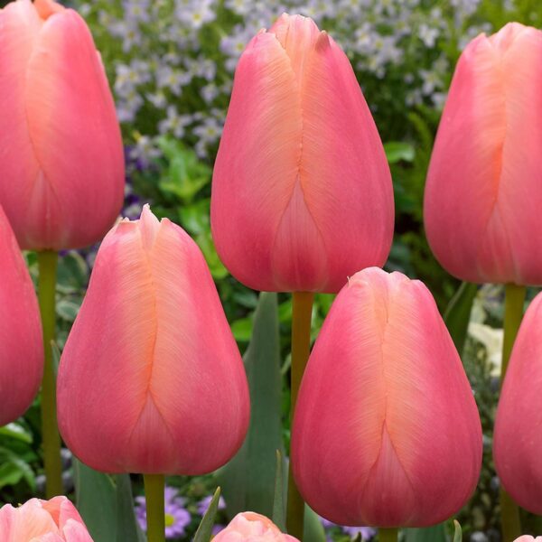 Votaniki Single Late Menton Tulip - Spring Beauty, Perennial Tulip Bulbs for Planting | Perfect Addition to Any Garden - Spectacular Tulip Blooms