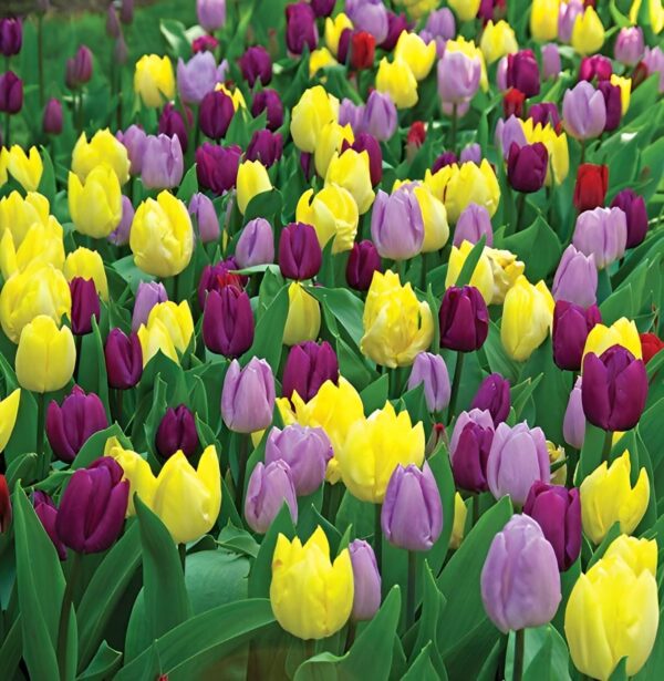 Votaniki Tulip Royal Prince Mix Bulbs - Perennial & Versatile Tulip, Long Lasting Beauty | Tulip Flowering Bulbs for Planting - Easy to Grow