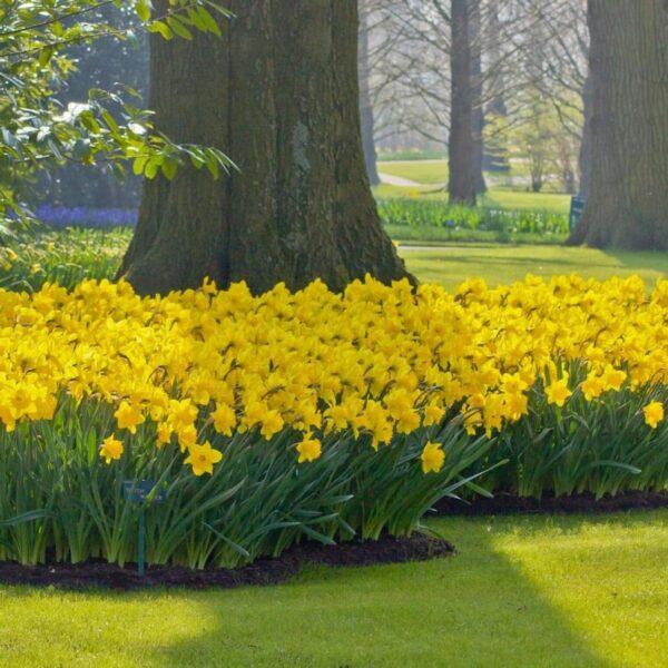 Votaniki Dutch Master Daffodil Bulbs - Perennial Trumpet Dutch Master Daffodil | Long Lasting Blooms - Easy to Grow Daffodil