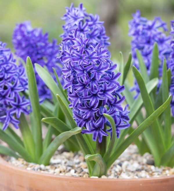 Votaniki Blue Jacket Hyacinth Bulbs - Long Lasting & Fargant Blooms, Perennial Hyacinthus 'Blue Jacket' | Beautiful Garden Display