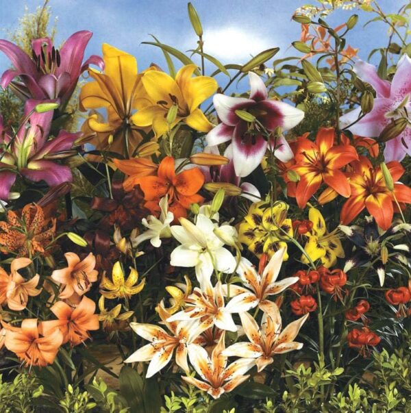 All Summer Blooms Lilium Asiatic Lily Mix Bulbs - Lily Flowering Bulbs for Planting | 75 Days of Blooms Variety Lily Mix - Easy to Grow