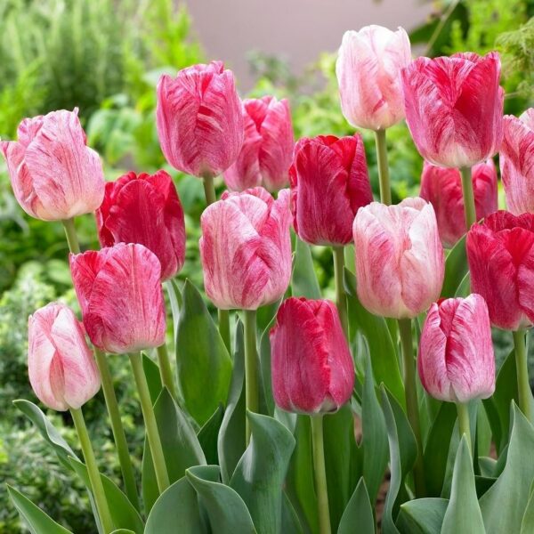 Votaniki Hemisphere Tulip Bulbs - Perennial Tulip, Long Lasting Blooms, Color Changing Tulip | Perfect Addition to Any Garden - Easy to Grow