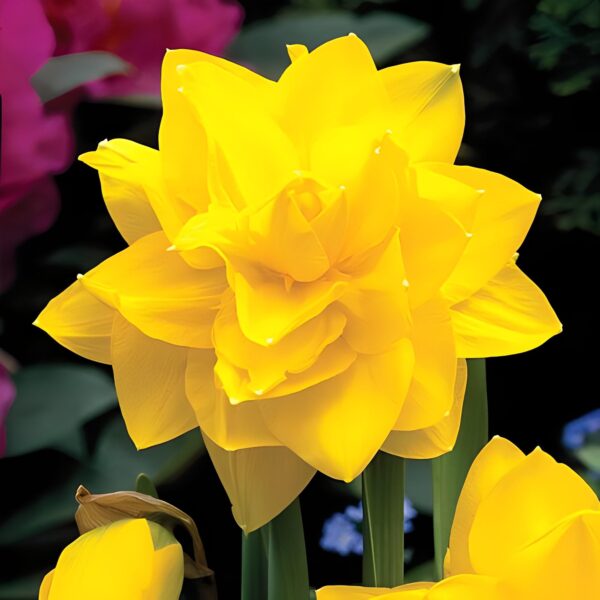 Votaniki Double Daffodil Golden Ducat Bulbs - Long Lasting Blooms & Perennial Daffodil | Narcissus Double 'Golden Ducat - Easy to Grow