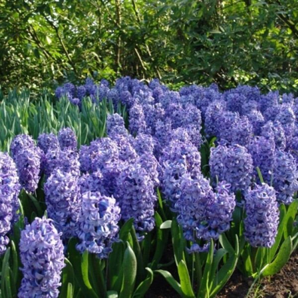 Votaniki Delft Blue Hyacinth Bulbs - Perennial Hyacinthus Orientalis 'Delft Blue' | Fragrant Hyacinth Flowers, Long Lasting Beauty - Easy to Grow