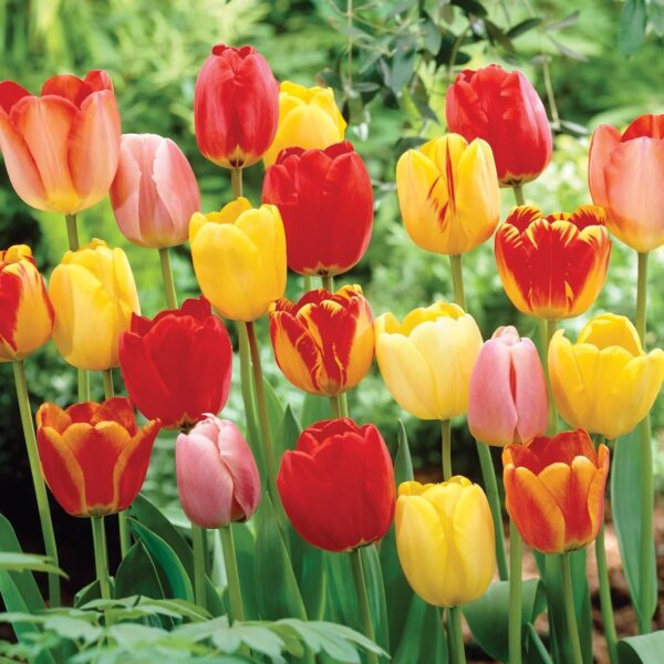 Votaniki Darwin Hybrid Tulip Mix Flower Bulbs - Long Lasting Blooms, Perennial Tulips | Easy to Grow and Low Maintenance