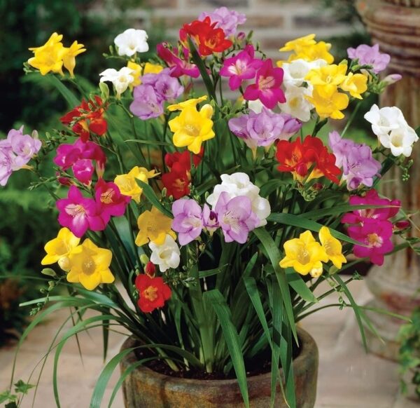 Votaniki Freesia Single Mix Bulbs - Sweet Fragrance, Long Lasting Blooms, Perennial Freesia Single Flower Bulbs | Vibrant Colors for Home and Garden