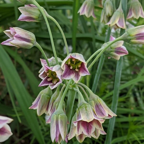 Votaniki Nectaroscordum Mediterranean Bells Bulbs - Perennial & Long Blooming, Nectaroscordum Siculum (Formerly Allium Bulgaricum) | Easy to Grow