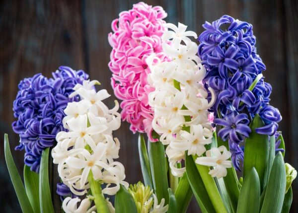 Fragrant Hyacinths - Mixed Color Hyacinth Bulbs